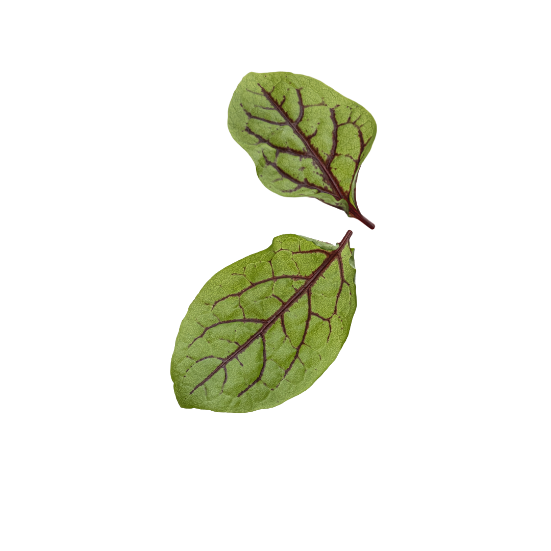 Petite Bouche Red Vein Sorrel