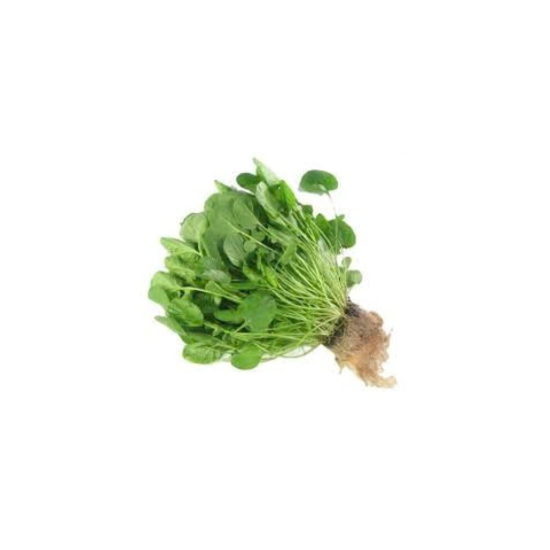 Petite Bouche Upland Cress
