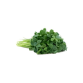 Petite Bouche Woodlands Sorrel