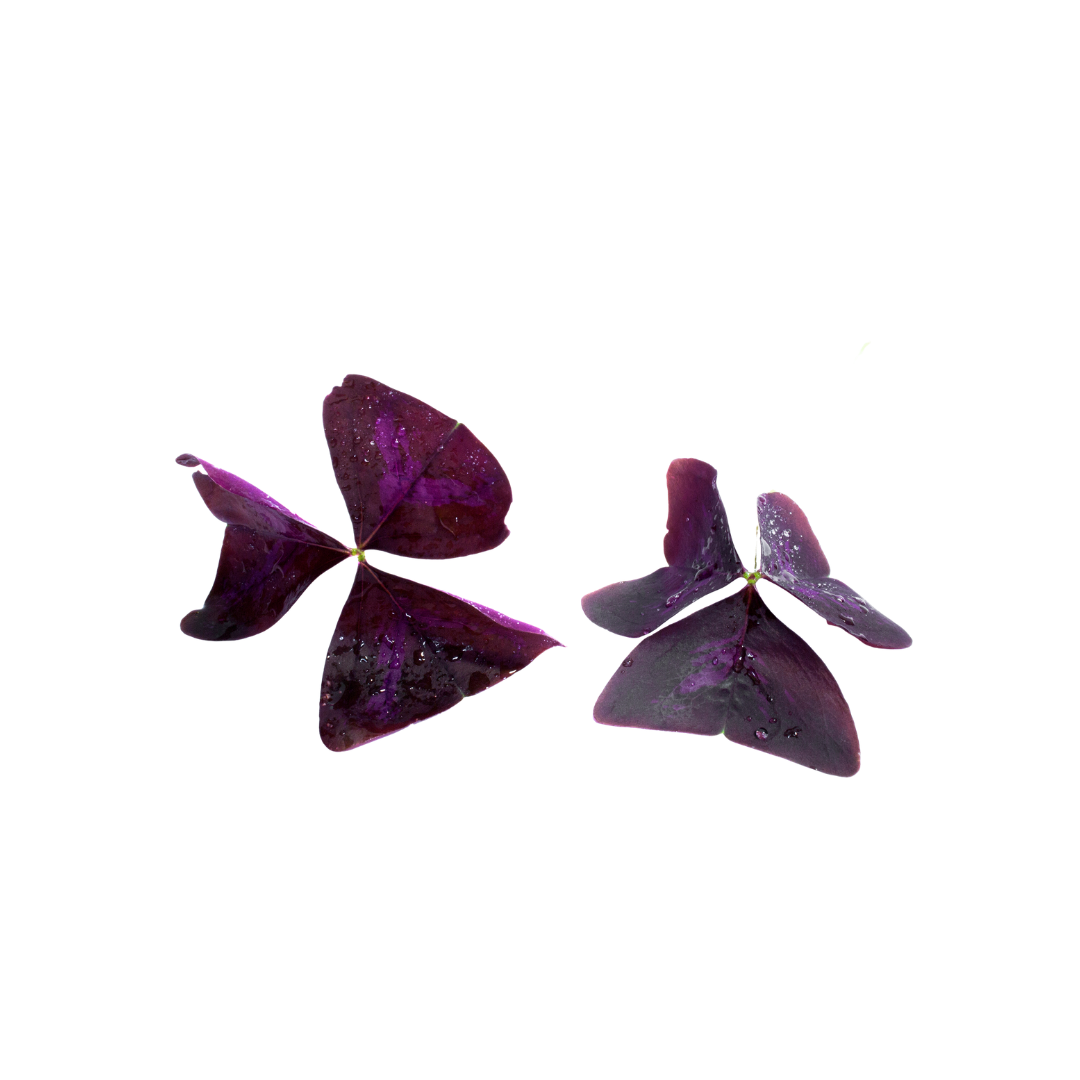 Petite Leaf Purple Oxalis