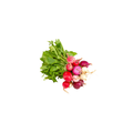 Radish - Heirloom Rainbow