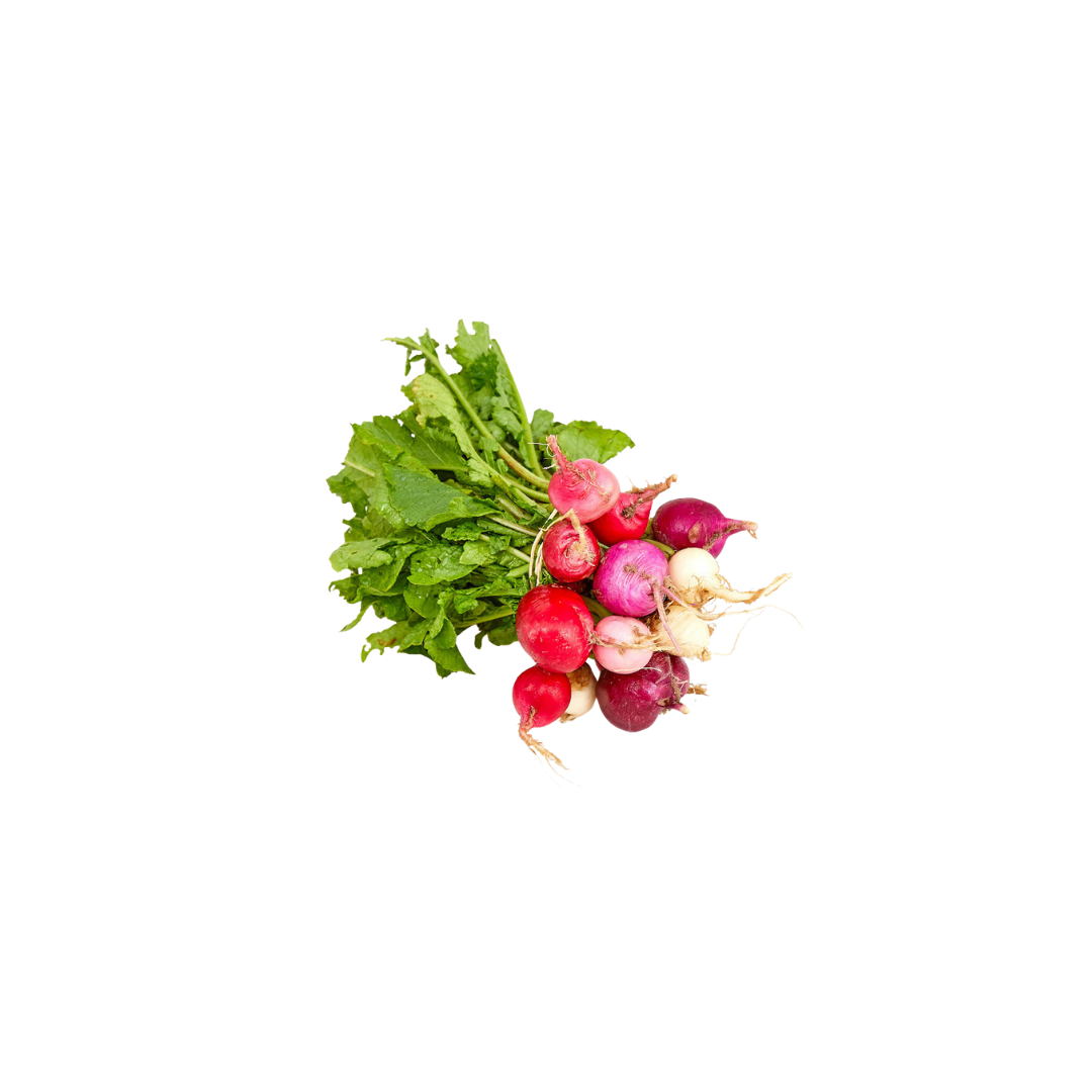 Radish - Heirloom Rainbow