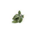 Sage