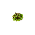 Salad Mix 'Coolibah'