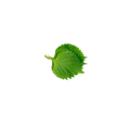 Shiso
