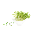 Snow Pea Sprouts - Green