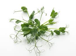 Snow Pea Tendrils