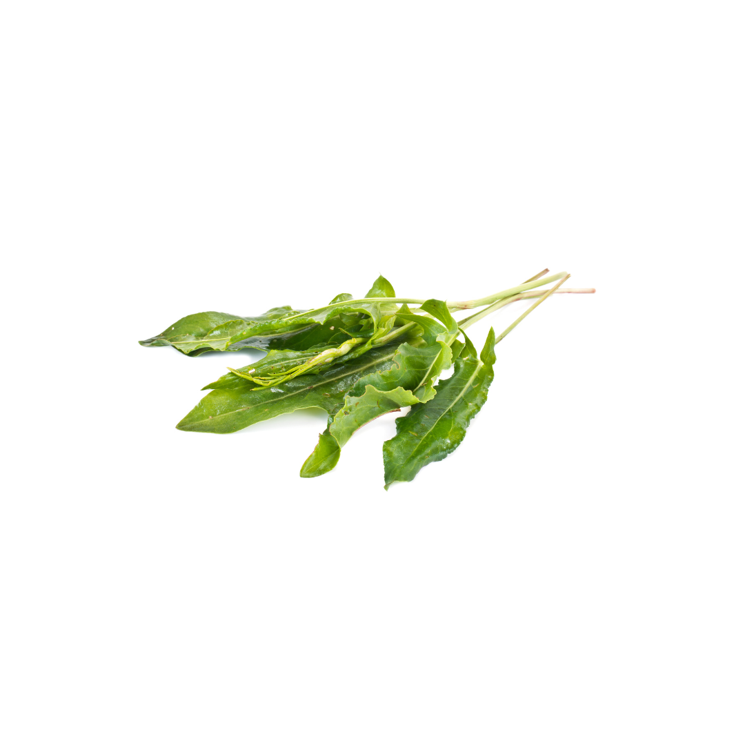 Sorrel