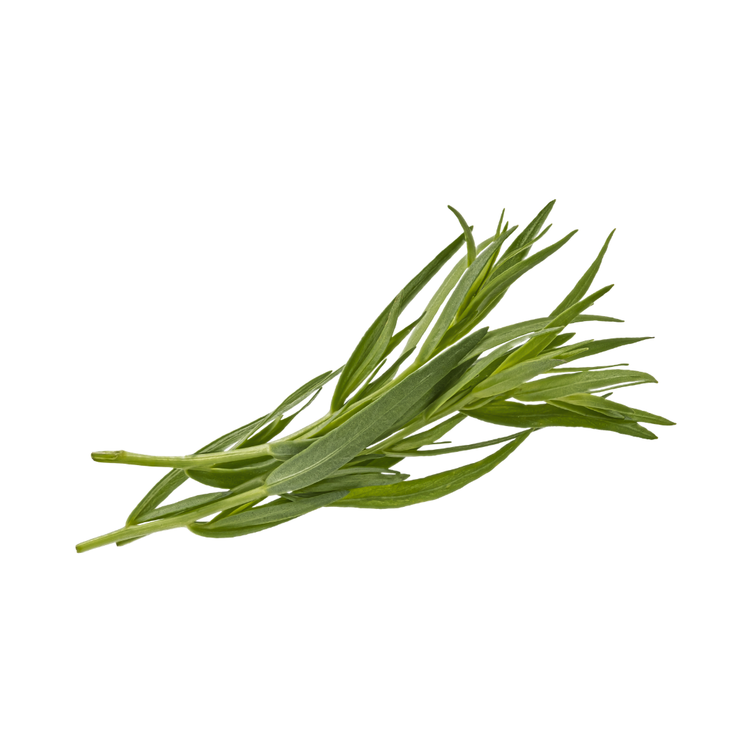 Tarragon