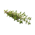 Thyme - Lemon