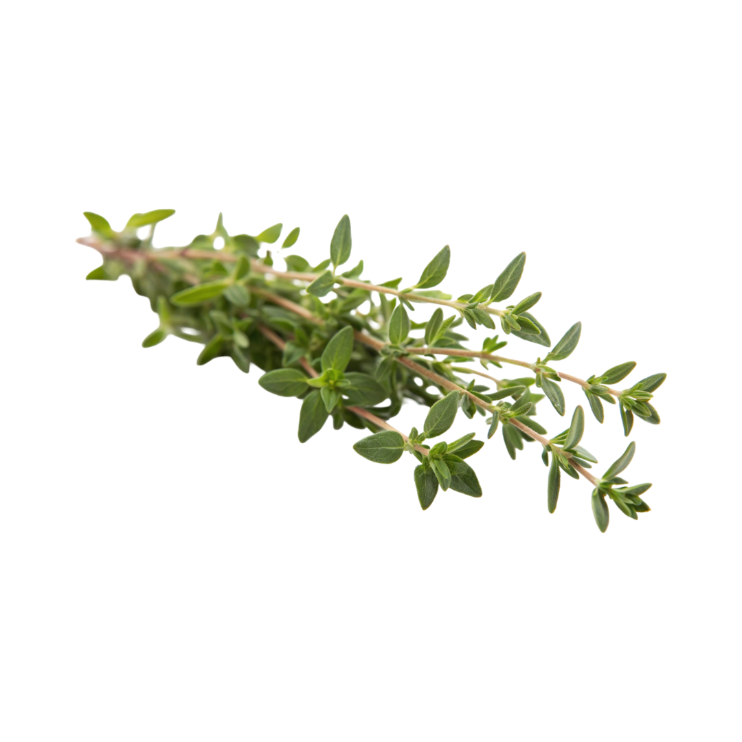 Thyme - Lemon