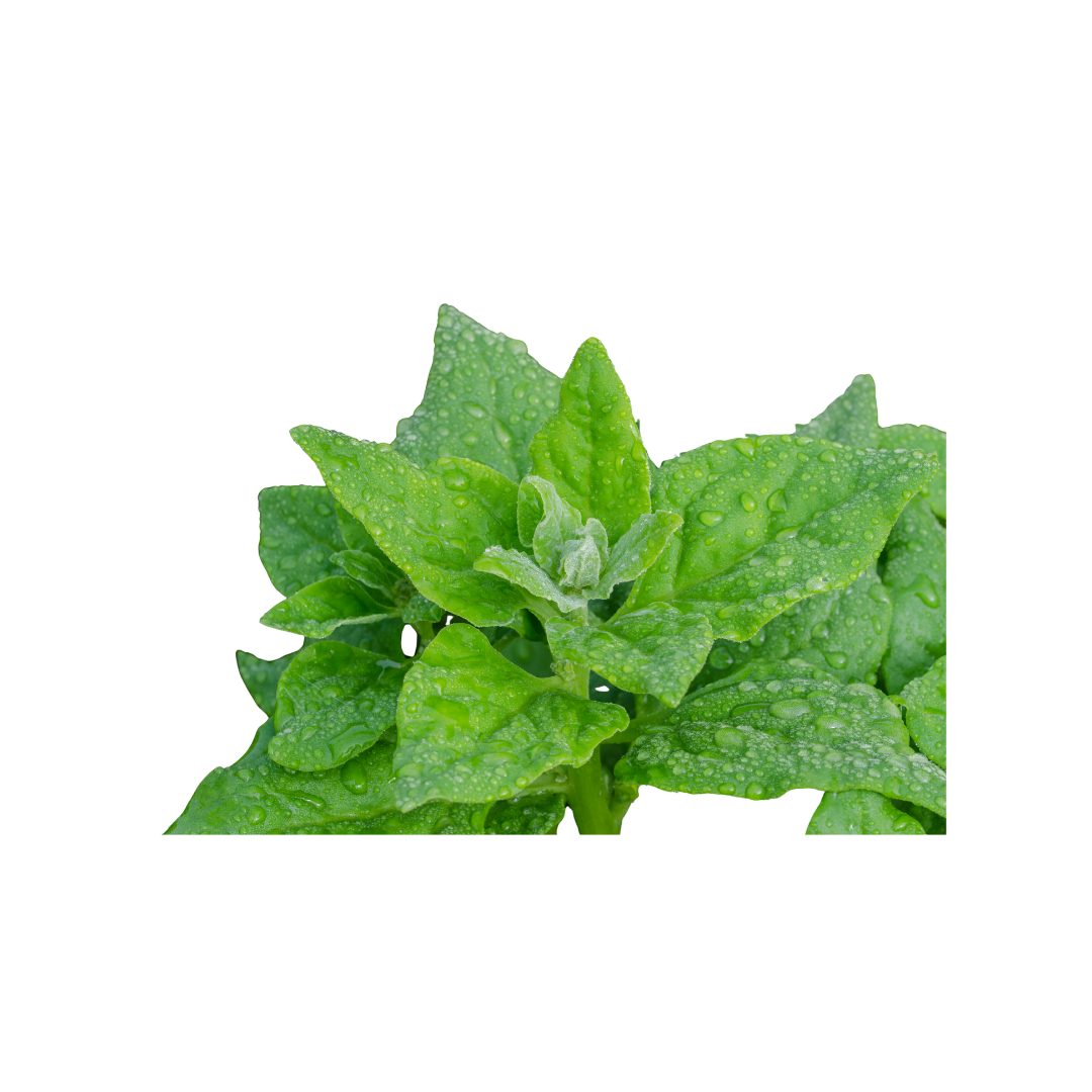 Warrigal Greens
