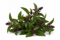 Basil - Thai