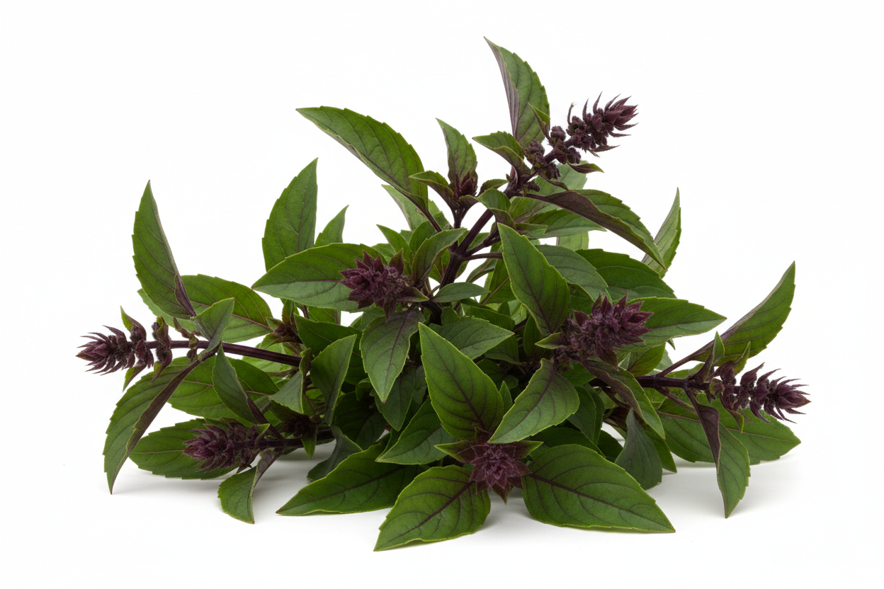 Basil - Thai