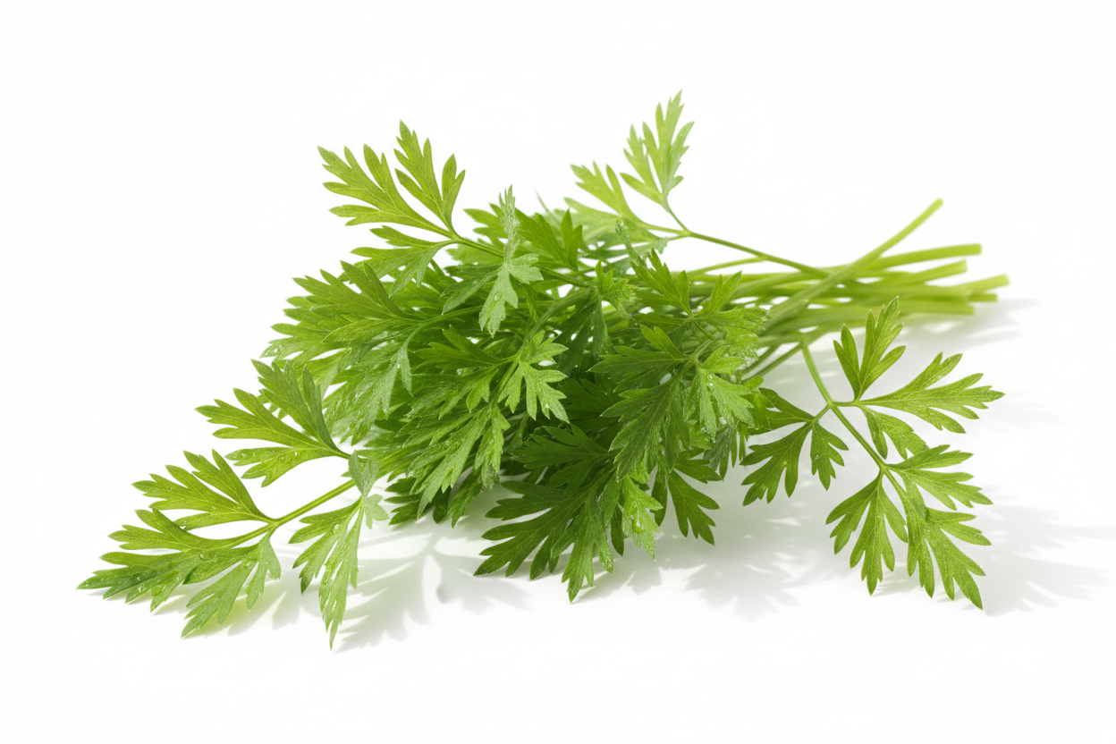 Chervil