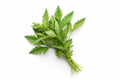 Coriander - Sawtooth