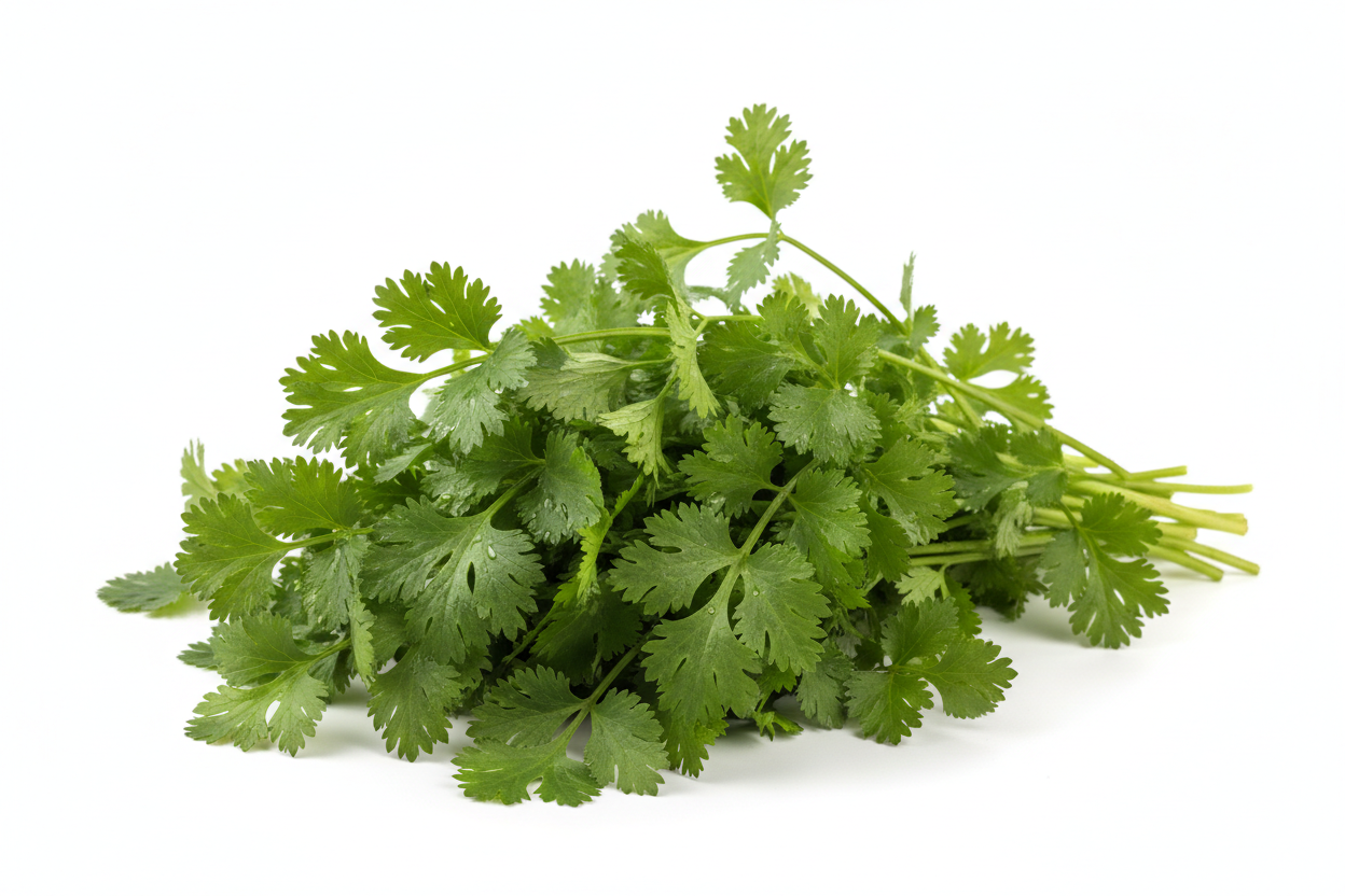 Coriander - - Washed and Sanitised