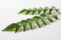 Curry Leaves