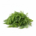 Dill