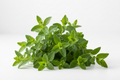 Marjoram