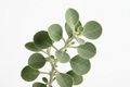 Natives - Saltbush