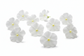 Edible Flowers - Phlox White